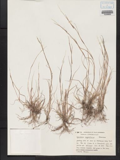 Sporobolus vaginiflorus