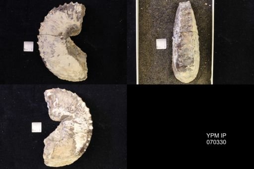 Jeletzkytes nebrascensis