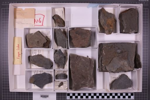 mixed taxa, stratigraphic collection