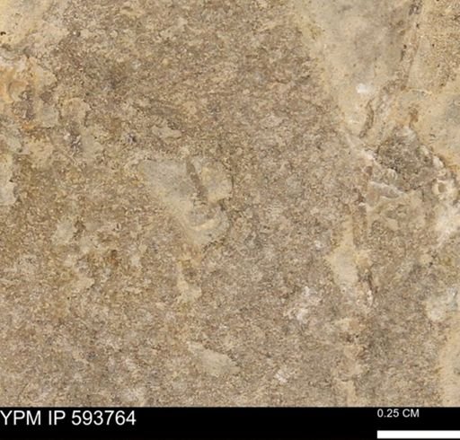 Baculites sp.
