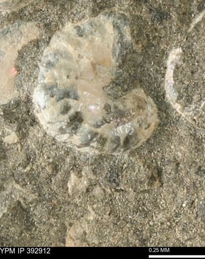 Scaphites sp.