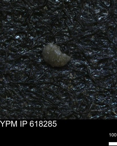 undet. Foraminiferida