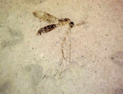 undet. Diptera