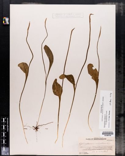 Ophioglossum vulgatum