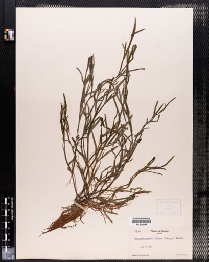 Heteranthera dubia