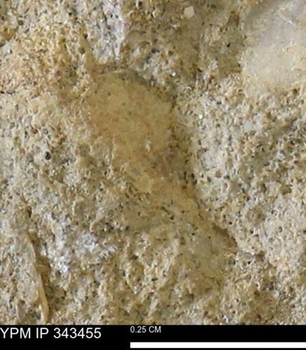 undet. Mollusca