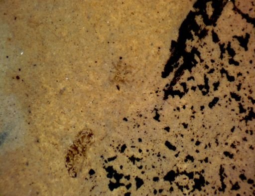 undet. Araneae