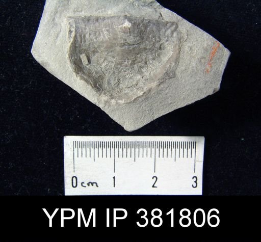 Strophomena fluctuosa
