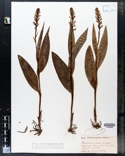 Platanthera flava