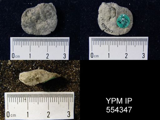 Dalmanella sp.