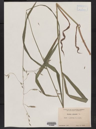 Bromus purgans