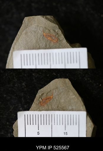 undet. Synziphosurina