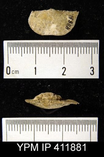 Chonetes granulifer