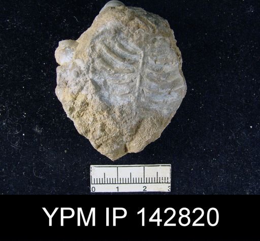Lyttonia (Leptodus) sp.