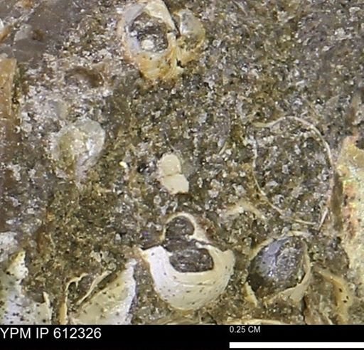undet. Bivalvia