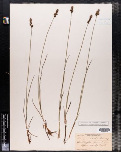 Carex siccata