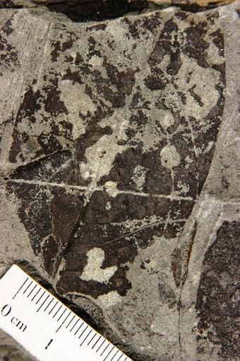Sapindus brittonii