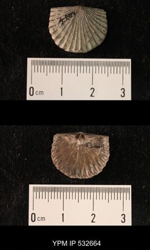Hesperorthis davidsoni