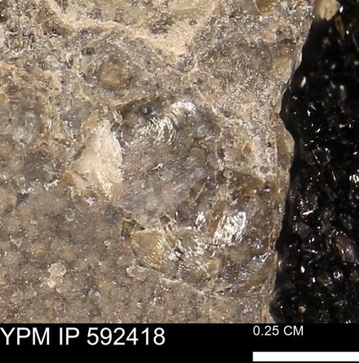Anomia gryphorhyncha