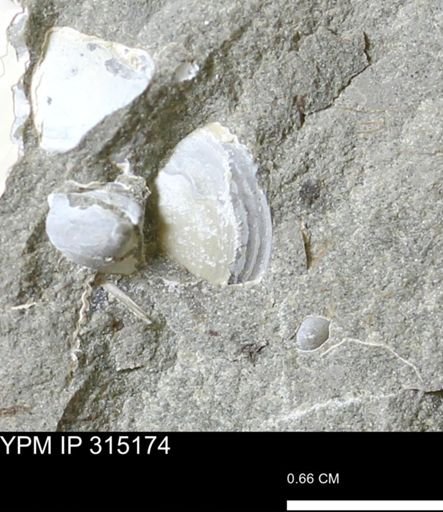 undet. Bivalvia