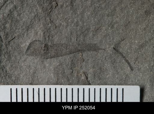 Cooksonia sp.