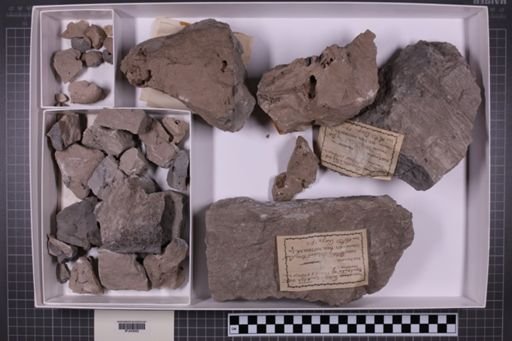mixed taxa, stratigraphic collection