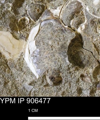 undet. Mollusca