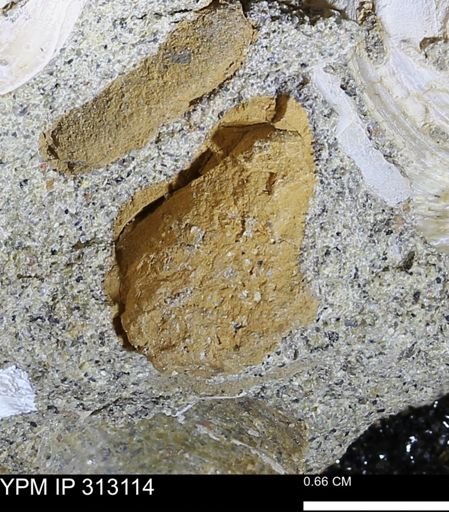 undet. Bivalvia