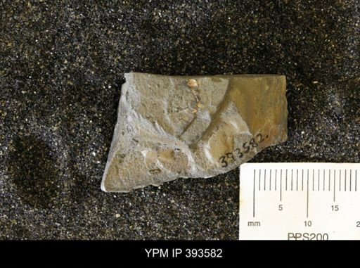 undet. Ammonoidea