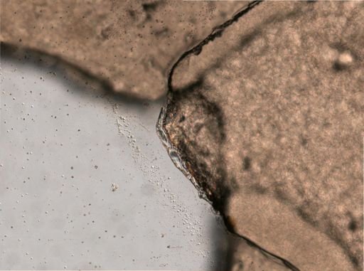 Trichocerca tenuior