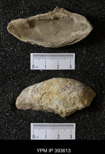 Ostrea glabra