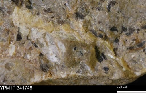 Scaphites sp.