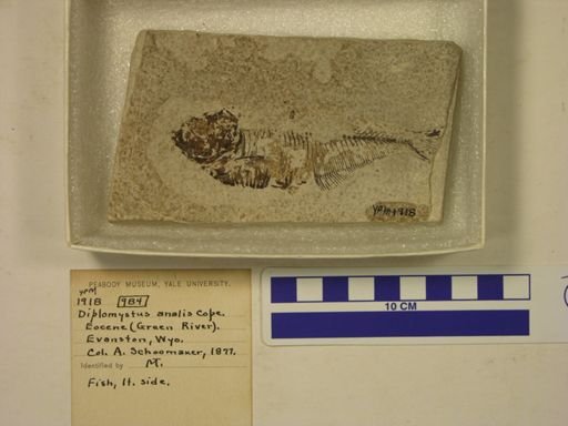 Diplomystus analis