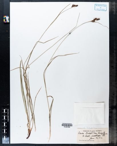 Carex hirsutella