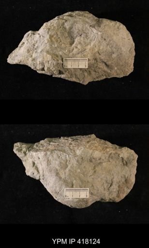 Tetradium sp.