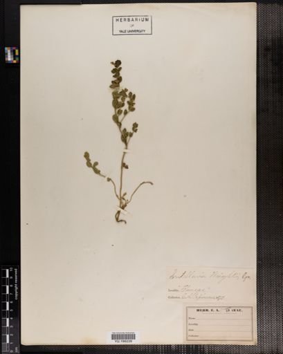 Plantae