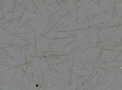 Axinellidae