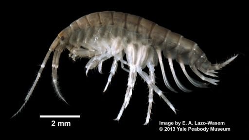 Melita nitida