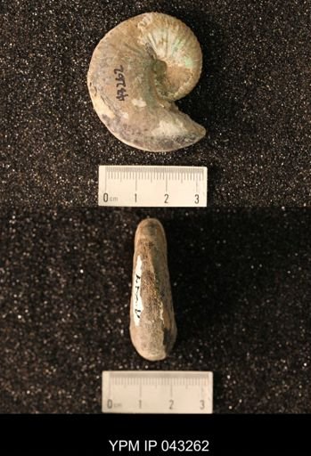 Hoploscaphites nicolletii