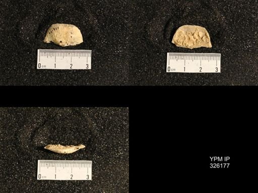 Neochonetes sp.