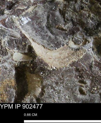 undet. Mollusca