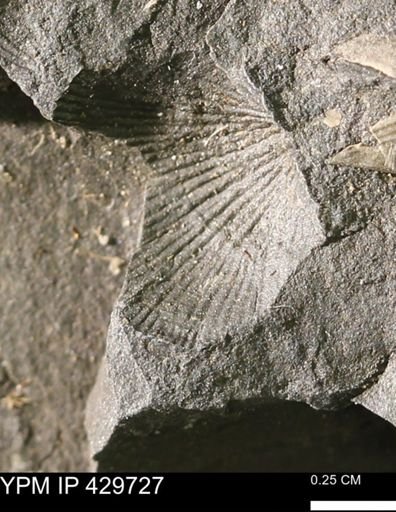 Devonochonetes sp.