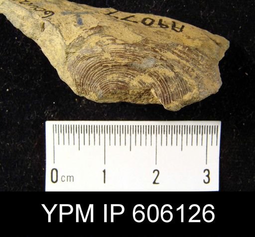 Orbiculoidea sp.