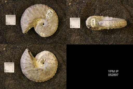 Discoscaphites gulosus