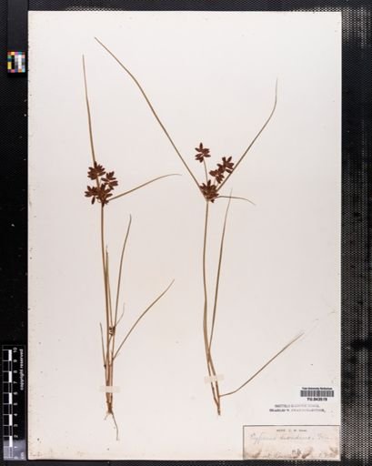 Cyperus diandrus