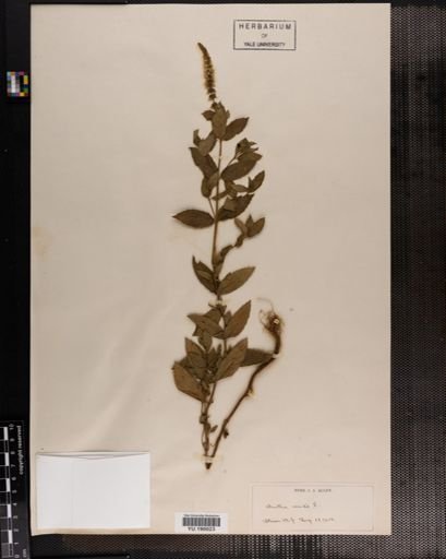Plantae