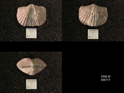 Platystrophia ponderosa var.