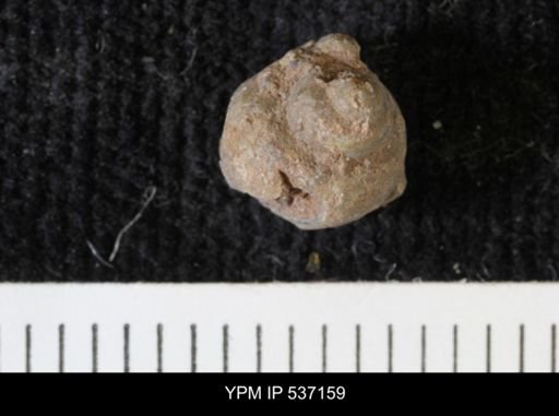 Viviparus montanaensis