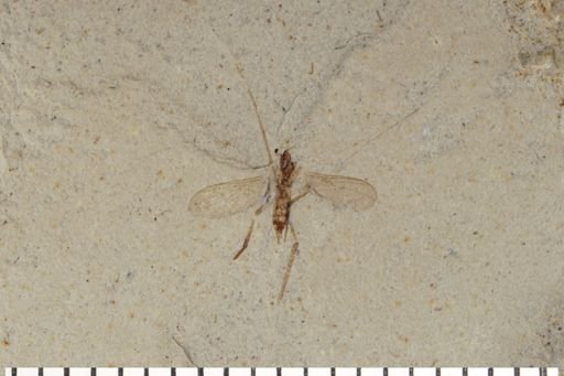 Diptera
