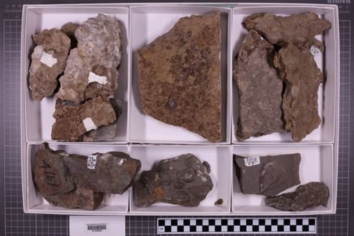 mixed taxa, stratigraphic collection